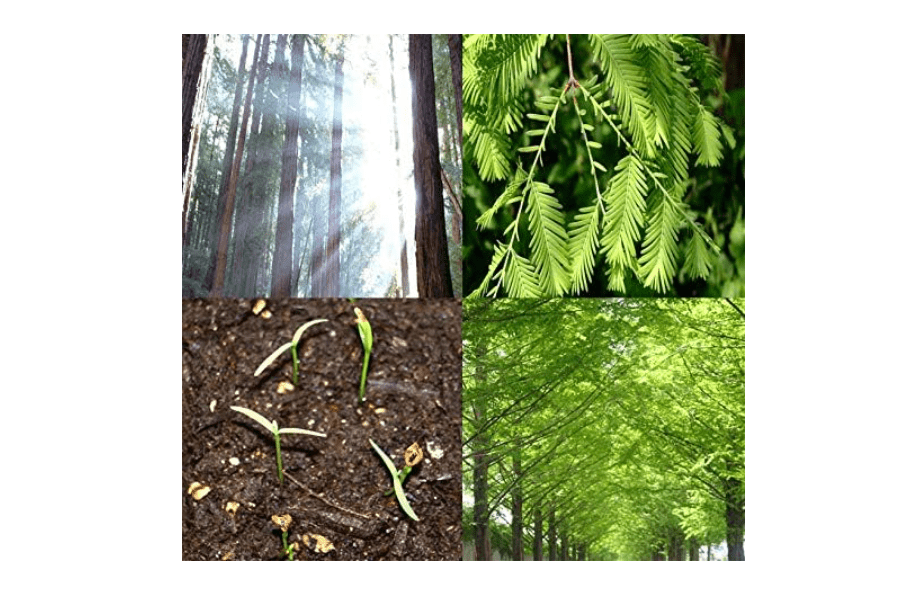 Big Pack - (1,000) Dawn Redwood Tree Seeds - Metasequoia glyptostroboides - by MySeeds.Co (Big Pack - Dawn Redwood)