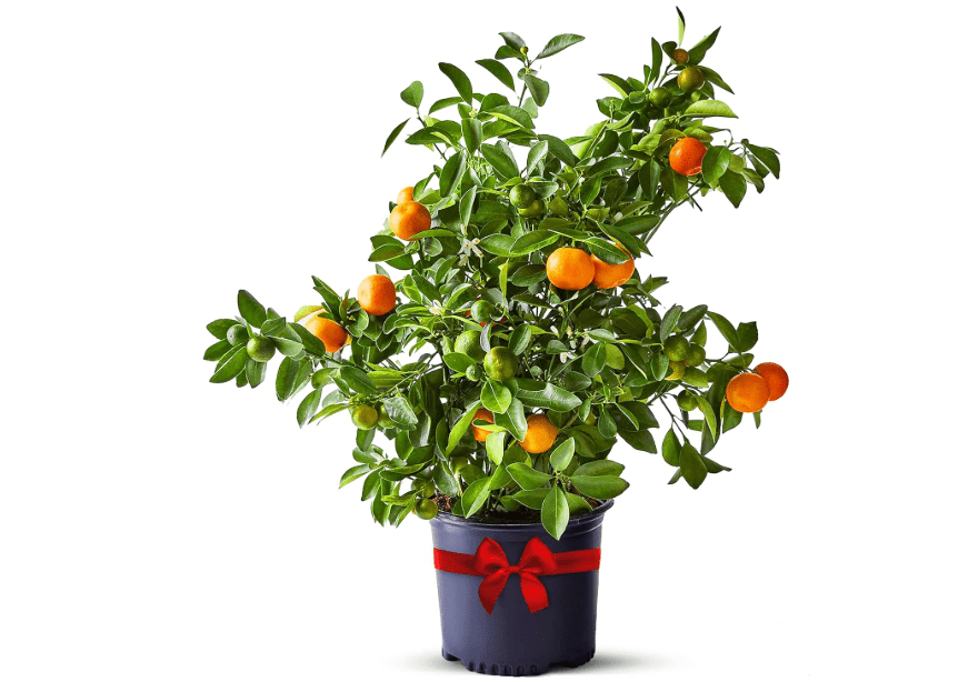 
Calamondin Trees Live Plants Outdoor Plant - Dwarf Calamondin Tree Cannot Ship: CA, AZ/TX/LA – Patio Fruit Plant, Real Citrus Tree Pot, Indoor Fruit Trees.