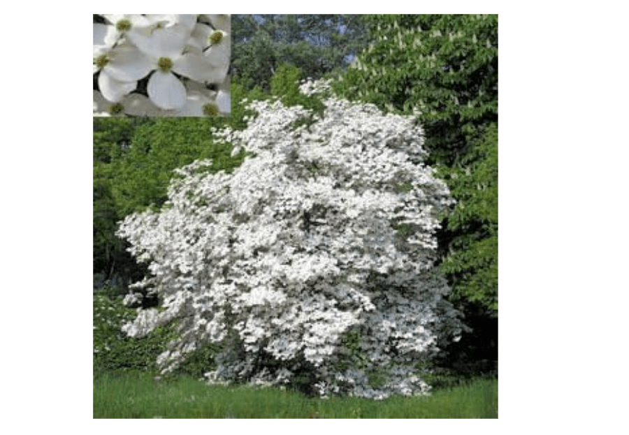 
FLOWERING DOGWOOD CORNUS FLORIDA 10 seeds by Tropical Oasis
