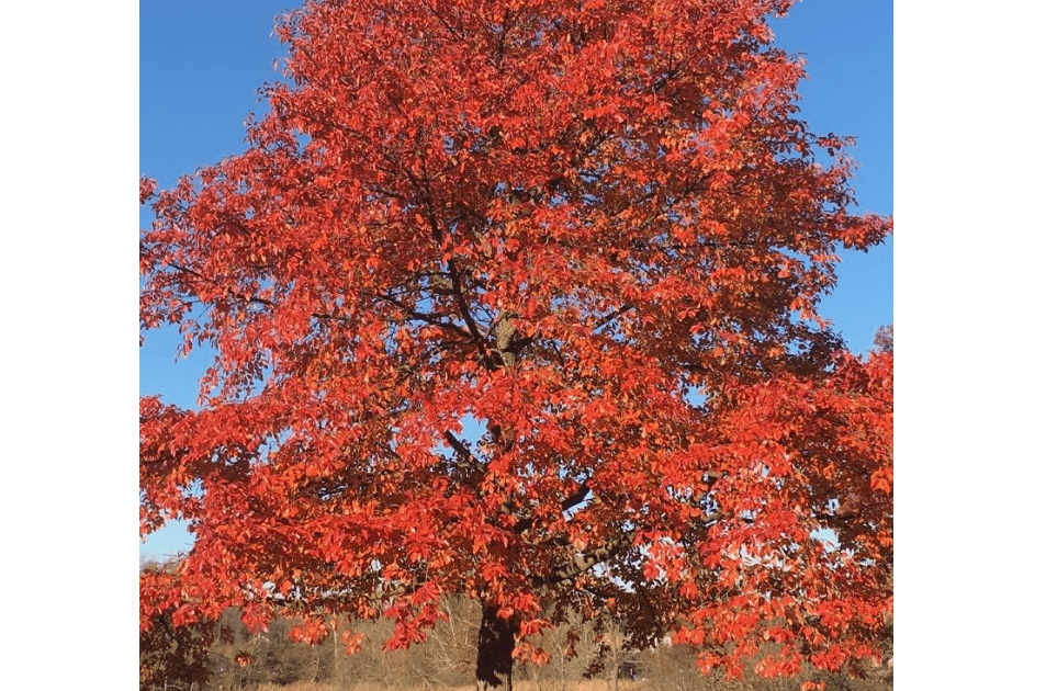 Blackgum Tree Seeds for Planting (30 Seeds) - Nyssa sylvatica