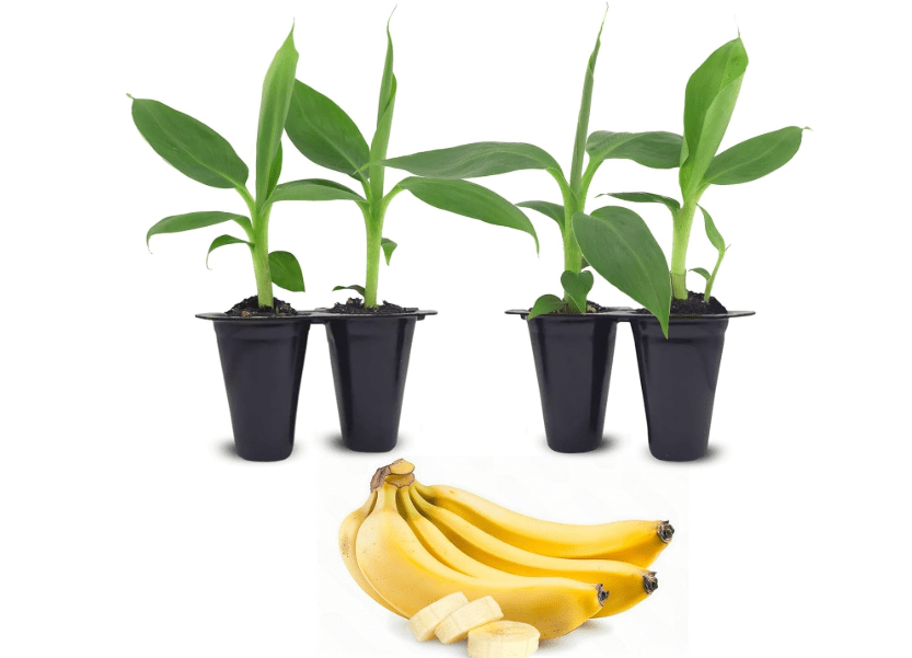 
Banana Tree Dwarf Cavendish (4 Pack) Live Banana Plant for Sale | Easy to Grow Plants | Edible Fruit Plant. | Grow Your own Food on Your Edible Organic