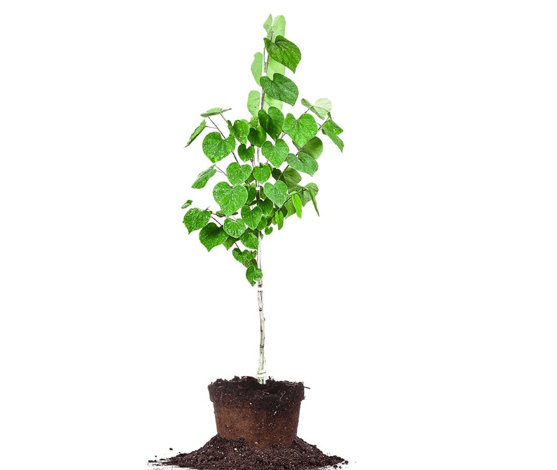 Eastern Redbud - Size: 4-5 ft, Live Plant, Includes Special Blend Fertilizer & Planting Guide