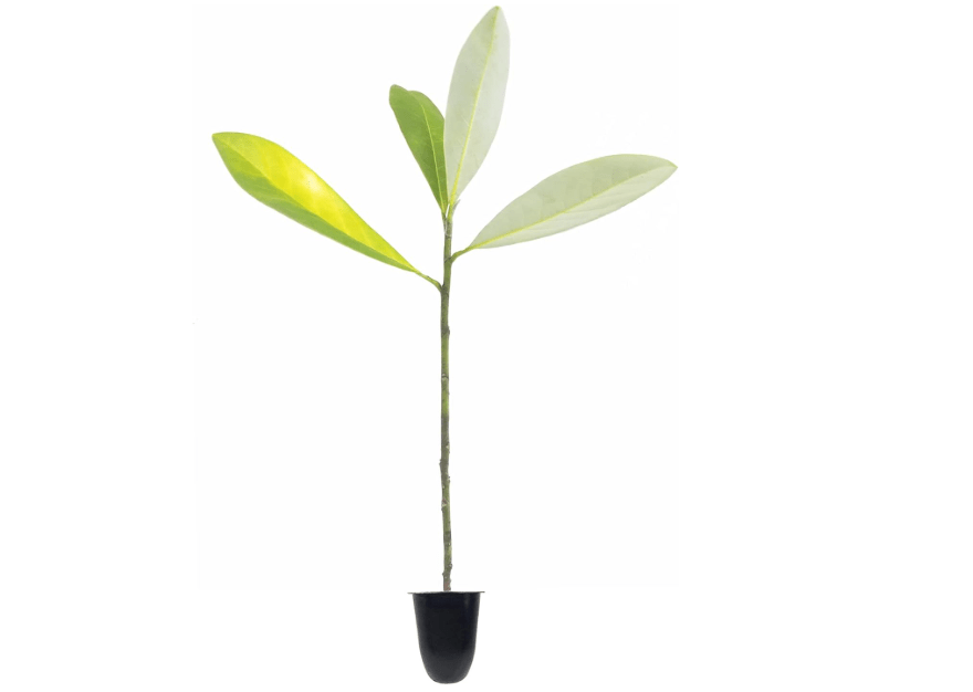 Sweet Bay | 3 Live Plants | Magnolia Virginiana | Fragrant White Flowers, Versatile Landscape Tree, Shade Tolerant, Wetland Planting, Attracts Butterflies