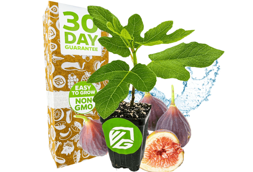 
Chicago Hardy Fig Tree - Ficus carica by Wellspring Gardens - Hardy & Fruitful - Ideal for Gardens - Purple-Skinned Figs - Backyard Orchard -