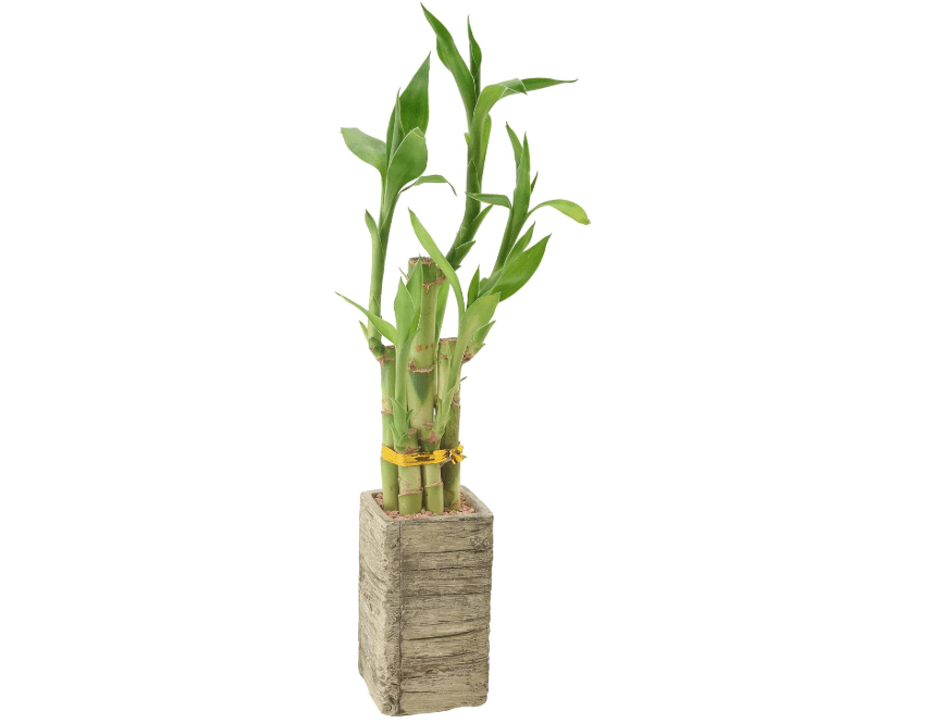 
Arcadia Garden Products LV24 5-Stem Lucky Bamboo, Live Indoor Plant in Aged Wood Planter for Home, Work, or Gift, Medium ***Cannot Ship to Hawaii
