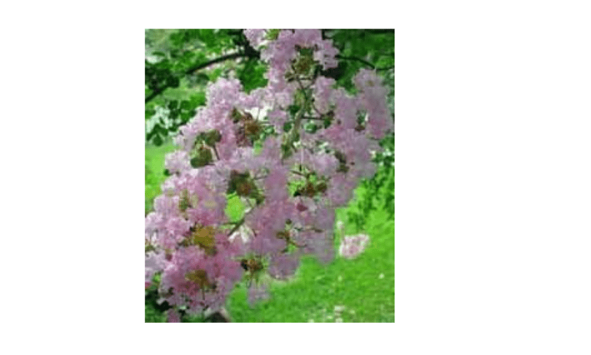 
Lagerstroemia indica: Crape Myrtle Seeds