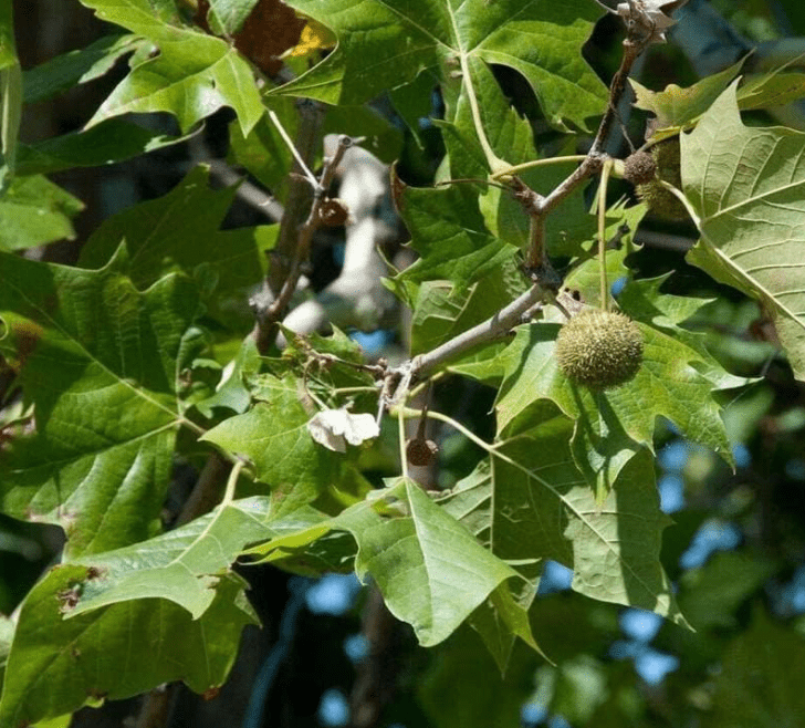 Platanus occidentalis (American Sycamore, American Plane) Tree Seed, Small red, Yellow Flowers, Fuzzy, Long-Stalked, Spherical Fruiting Balls, You Choose.