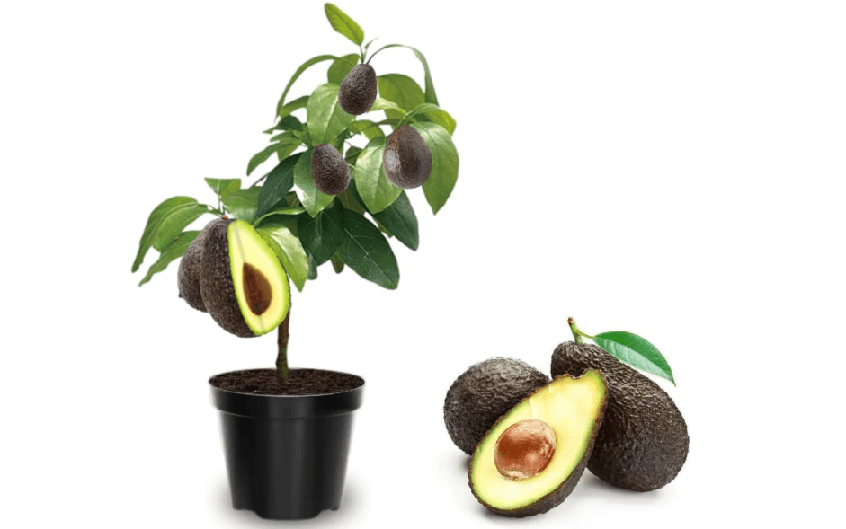 
2 Years Old HASS Avocado Tree Grafted, 2-3 Feet Tall in 3 Gallon Pot,Ready to Plant and Bear Fruit