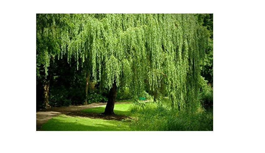 
8 Weeping Willow Trees - Salix Babylonica - Beautiful Arching Canopy - Ready to Plant