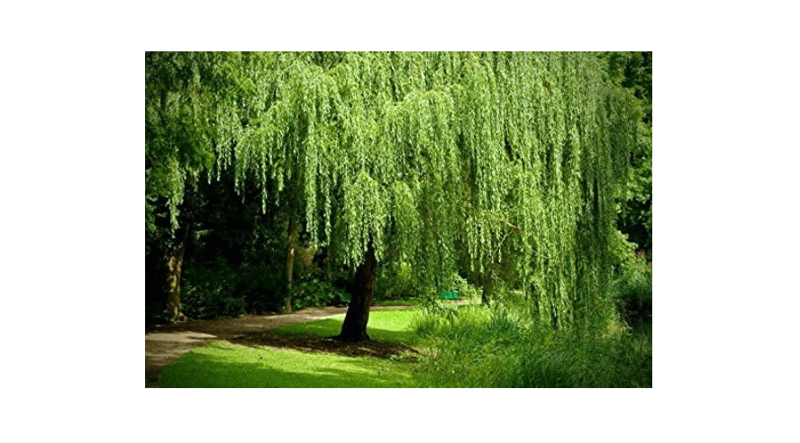 8 Weeping Willow Trees - Salix Babylonica - Beautiful Arching Canopy - Ready to Plant