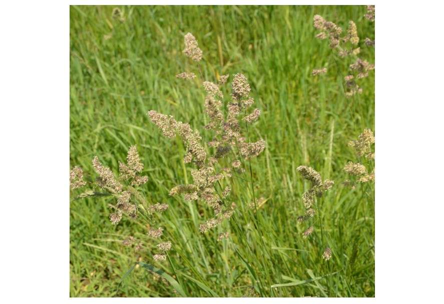 
Orchard Grass Seesd for Planting - Potamac Orchardgrass (10 Pounds)
