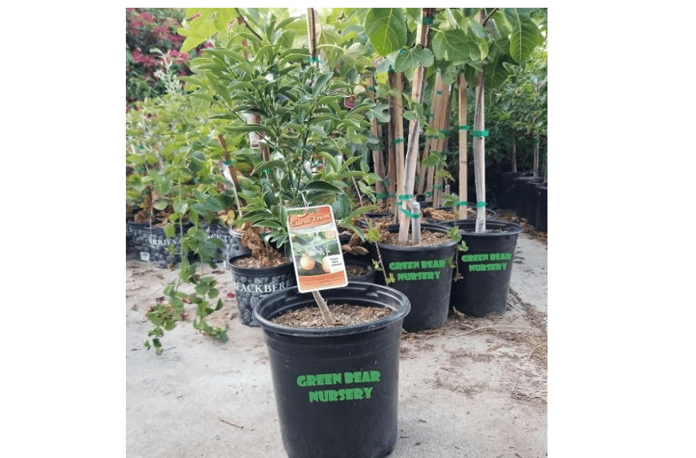 
Kumquat Fruit Tree Grafted Semi Dwarf Potted (Nagami Kumquat,