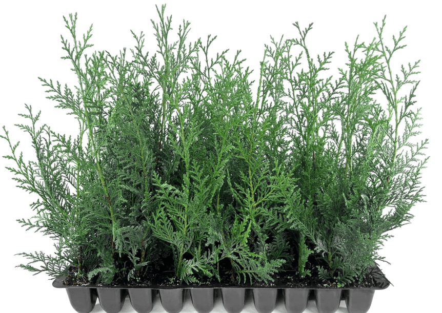 Leyland Cypress | 20 Live Plants | Cupressus × leylandii | Fast Growing Evergreen Trees | Privacy Hedge Plants for Landscaping
