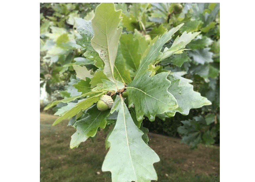 Swamp White Oak Tree Seedlings for Planting | Live Tree Seedlings | Quercus Bicolor (3 Seedlings) - No Ship to California