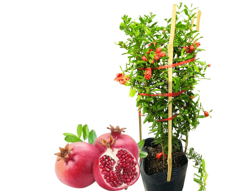 
Pack 2 Potted Wonderful Pomegranate Tree Live Plant - Hardy Red Pomegranate Bush - for Gardens and Pots- Full Roots and Easy to Plant, Size 10 to 15 Inch Tall