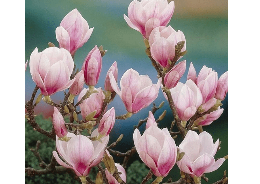 
2 Saucer Magnolia Trees - Magnolia x Soulangeana, 6-12” Tall, Live Shrub in 2.5” Pot - Perfect for Gardens & Landscaping