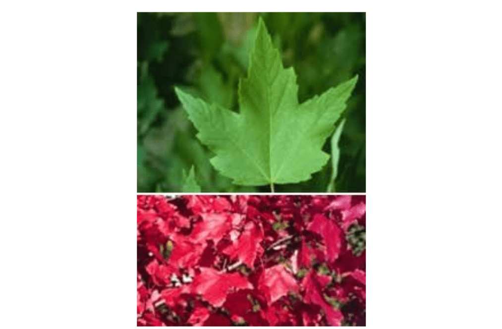 Acer rubrum: Red Maple Seeds