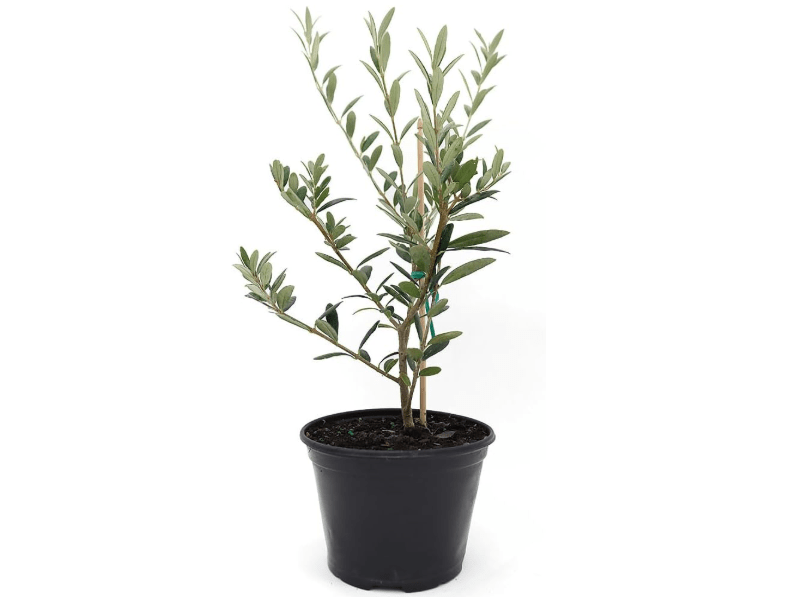 
American Plant Exchange Arbequina Olive Tree – Live 5-Inch Pot, Fruit Bearing Tree, Cold Hardy Edible Variety for Containers, Patios