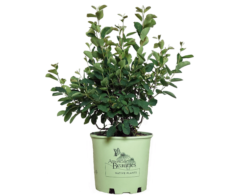 
Amelanchier canadensis (Shadblow) Tree, white flowers, #3 - Size Container