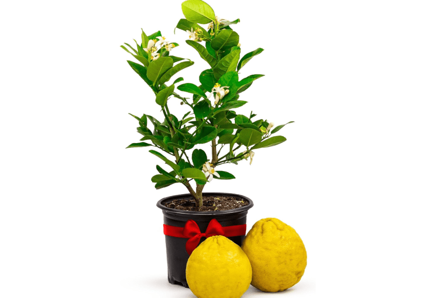 
Ponderosa Lemon Patio Fruit Trees Live Plants 12-22" Tall - Dwarf Fruit Trees Live Plants Outdoor, Small Lemon Tree Cannot Ship: CA,AZ,TX,LA - Real