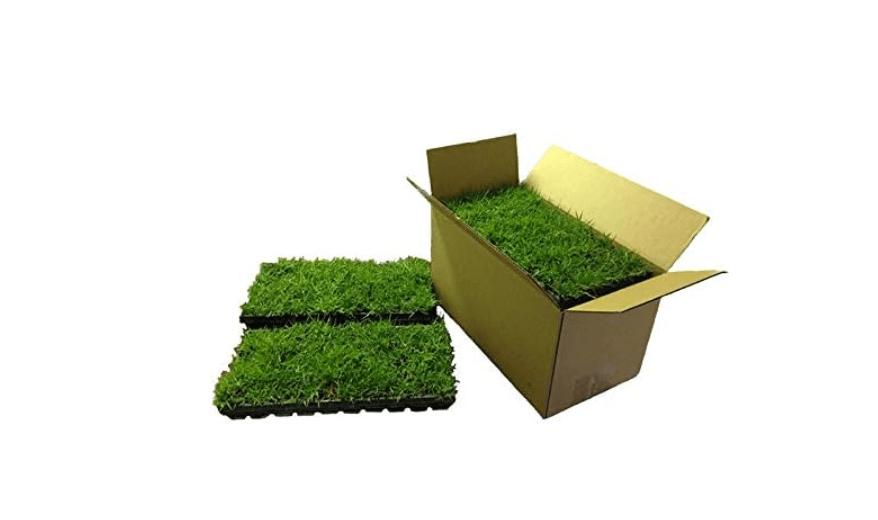 
Zoysia Plugs - 100 Full Zoysia Grass Plugs | Mature Roots | Individually Grown