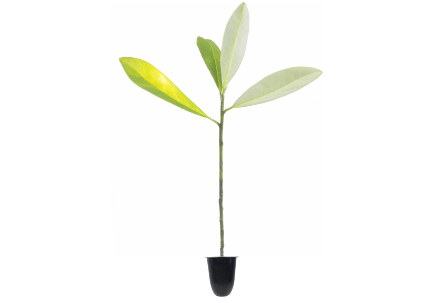 
Sweet Bay | 3 Live Plants | Magnolia Virginiana | Fragrant White Flowers, Versatile Landscape Tree, Shade Tolerant, Wetland Planting, Attracts Butterflies