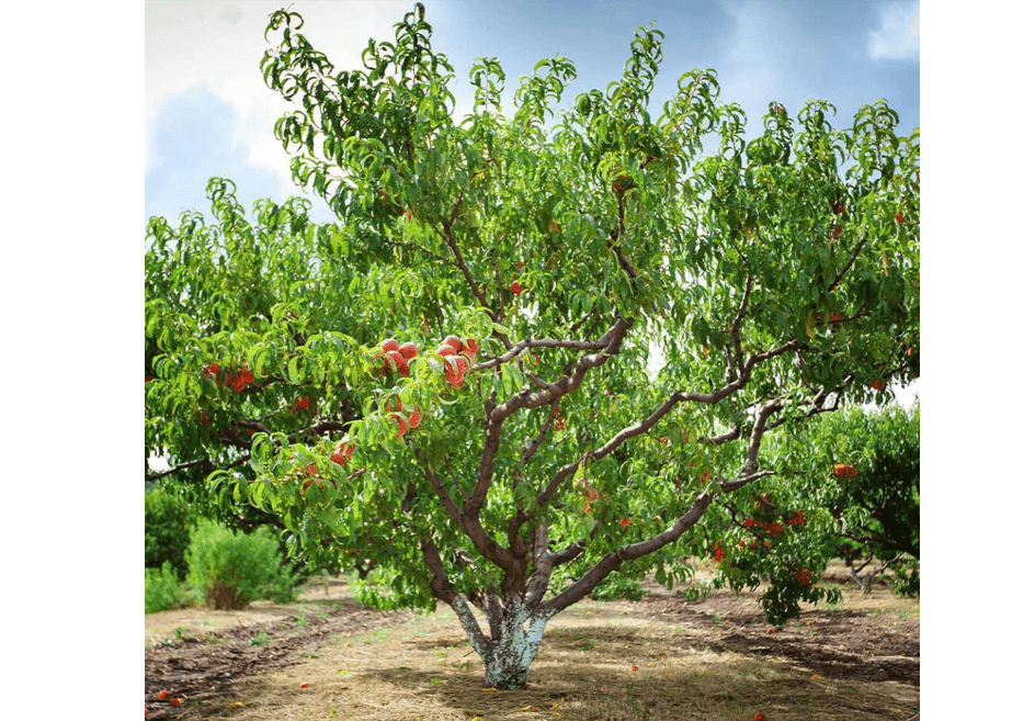 
Brighter Blooms - Reliance Peach Tree, 4-5 ft. - No Shipping to AL, AR, AZ, CA, CO, ID, LA, MS, OR, WA