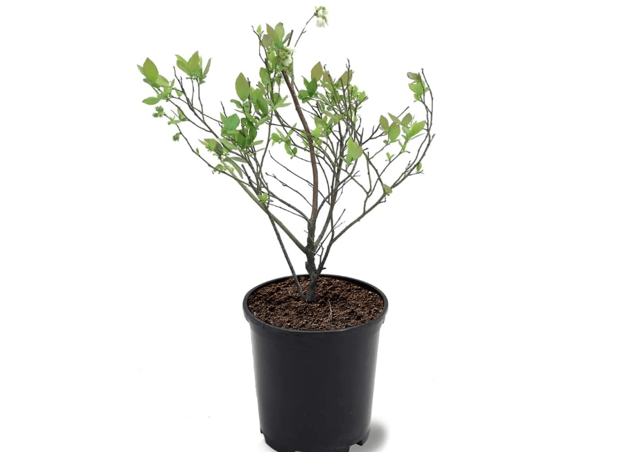 
Austin Blueberry Bush, Rabbiteye Variety, Early Ripening Period, High Producer, 1 gal, Nursery Pot (Due to Agricultural Laws, we Cannot Ship to 