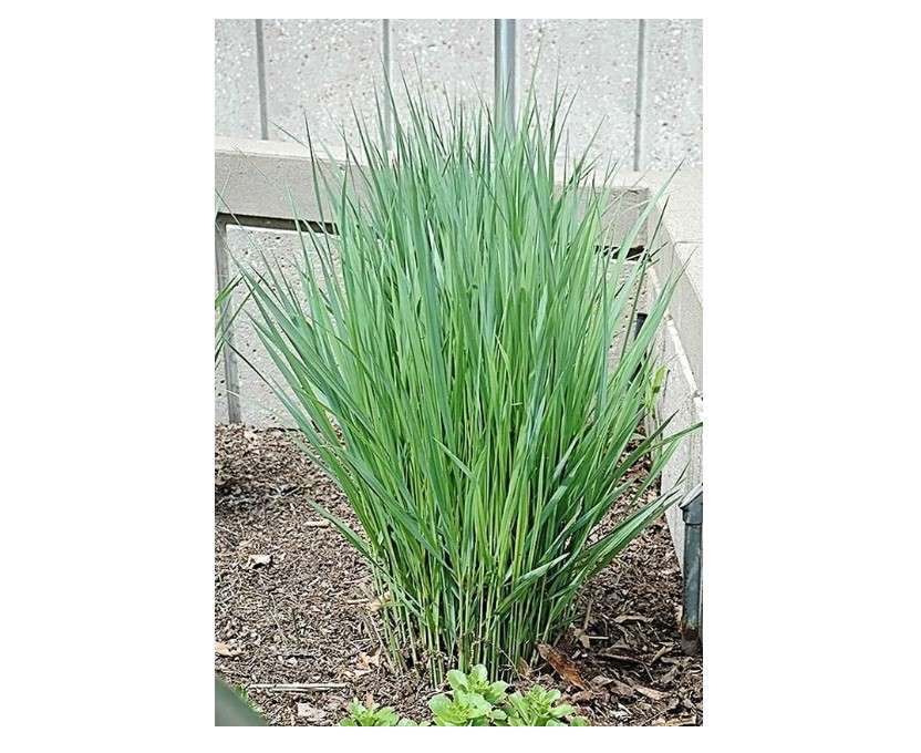 Northwind Switchgrass/Panicum virgatum-5 Containers in 4 Inch Size!