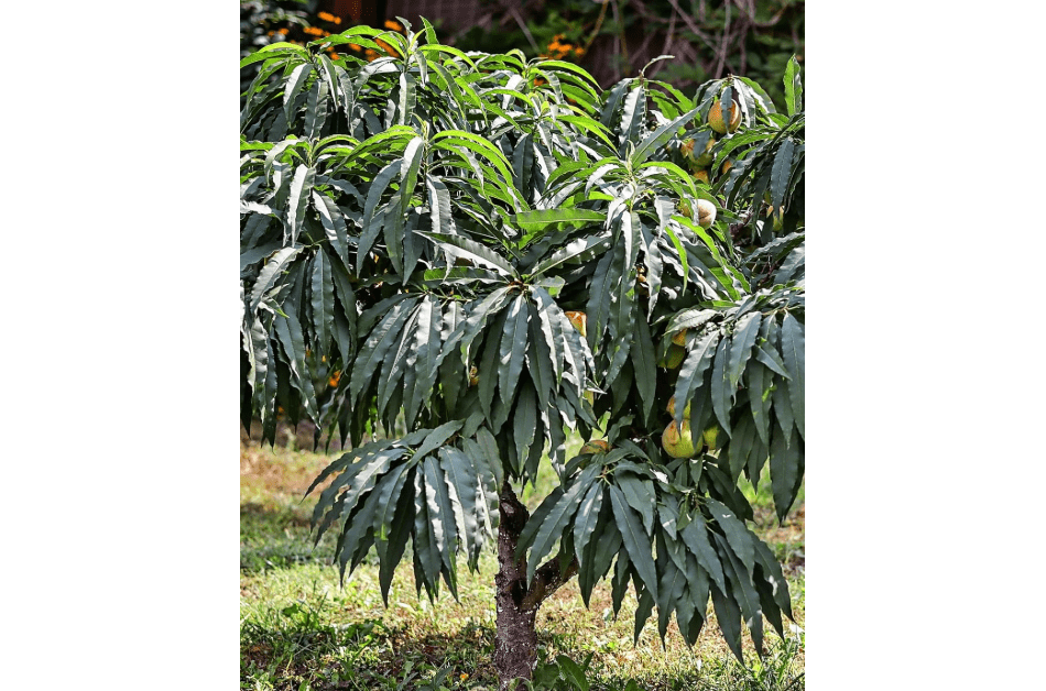 
Bonanza Patio Peach Tree, Compact, Fruit Bearing, Deciduous, Self-Sufficient, 7 gal, Nursery Pot (Due to Agricultural Laws, we Cannot Ship