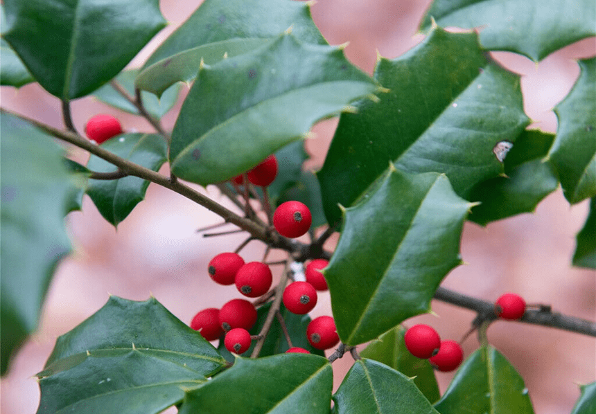 
Rare Plant Tree Seeds 30+ American Holly Seeds (Ilex opaca Southern