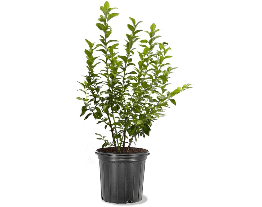 
Herbert Blueberry Bush, Late-Season Harvest, High Yield, Large Blueberries, 5 gal, Nursery Pot