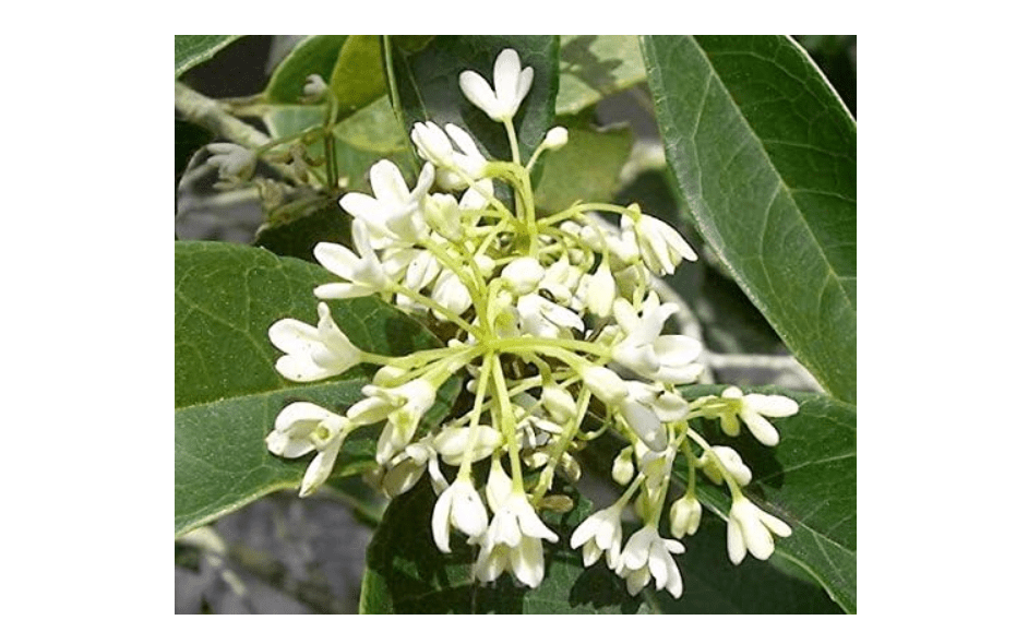 
(1) - Fragrant Tea Olive (osmanthus) - Starter Plant (XL) (1 Live Plant)