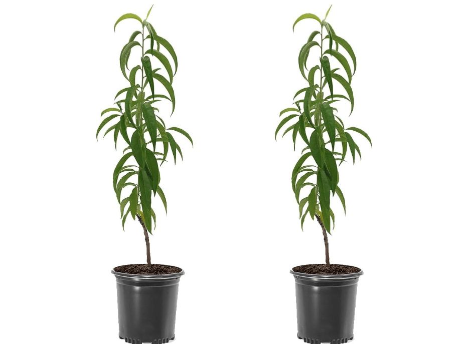 
Belle of Georgia Peach Tree, Cold Hardy, Deciduous, Self-Pollinator, 1 gal Nursery Pot, 1-2 ft Tree Height (Due to Agricultural Laws, we Cannot Ship to CA,