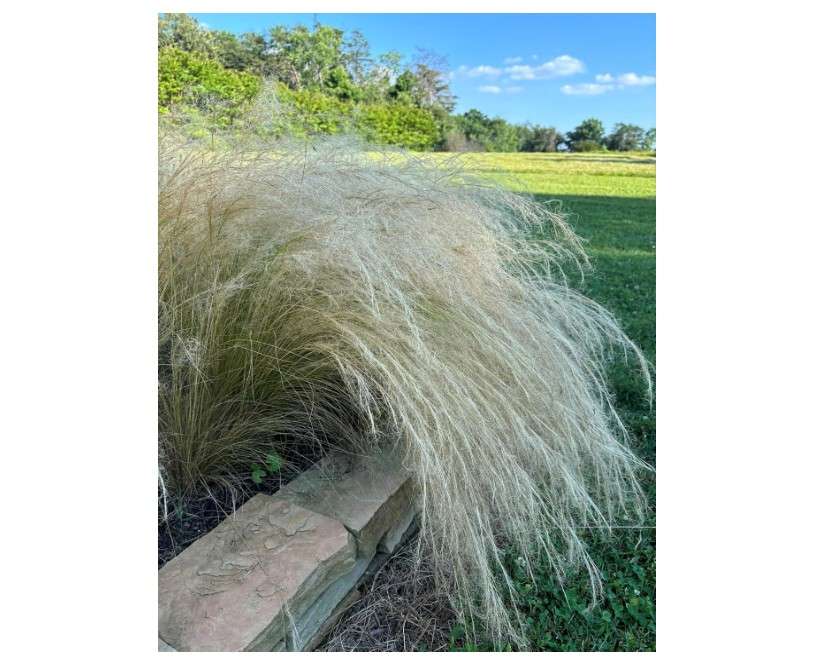  3 Mexican Feather Grass, Starter Plant in 3 Four Inch Cups. Heat Sensitive, Keep Your Local temperatures in Mind When Ordering
