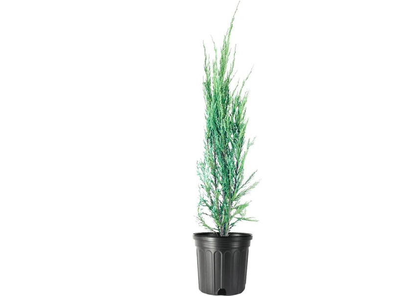 
Blue Arrow Juniper - 1 Live Gallon Size Tree - Juniperus Scopulorum - Formal Evergreen Privacy Screening Plants