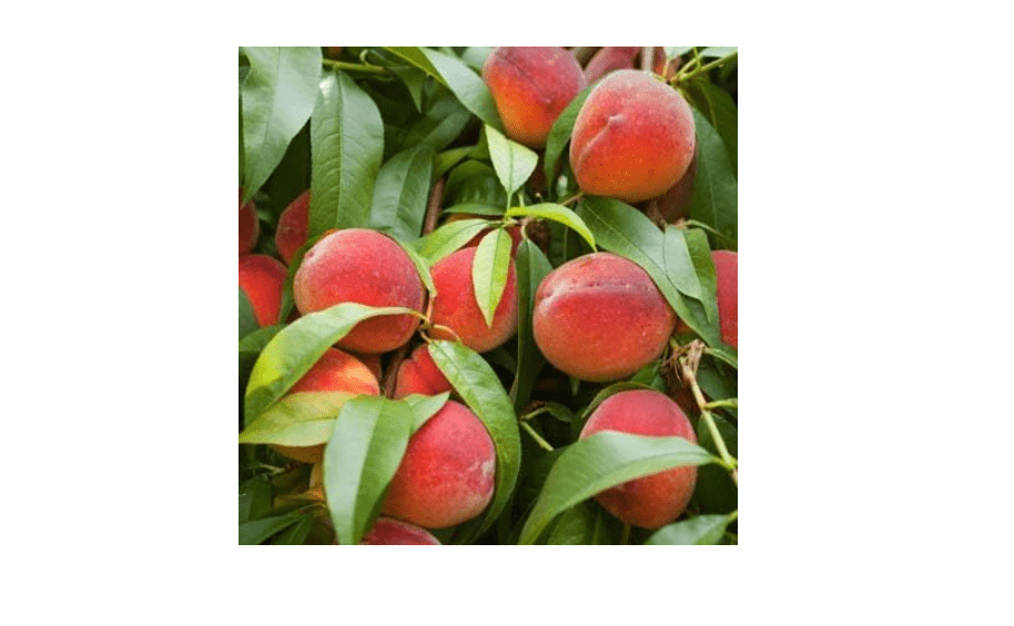 
Brighter Blooms - Contender Peach Tree, 3-4 Feet - Live Fruit Plant - No Shipping to AL, AR, AZ, CA