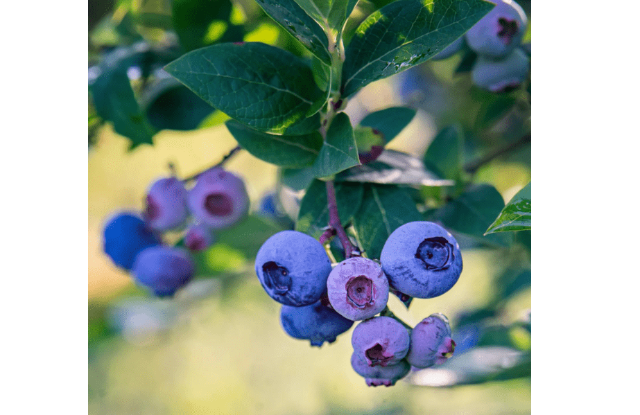 
Set 2 Elliott Blueberry Bushes Live Plants, Blueberry Plants Live for Planting, Blueberry Fruit Trees, 5-9 Inch Tall
