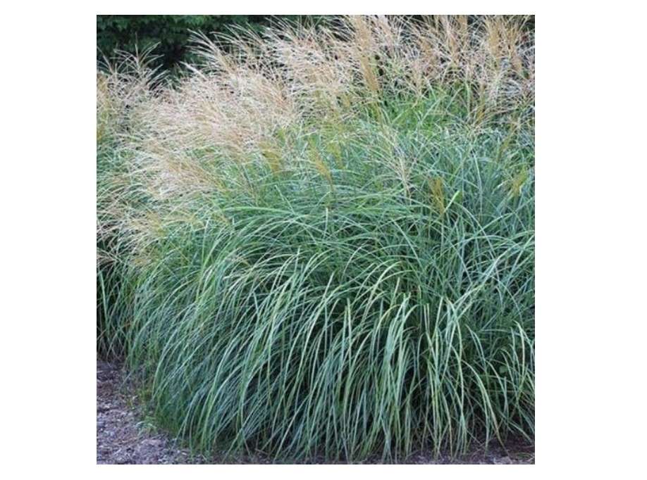  Maiden Grass Adagio Miscanthus Sinensis - Easy-Growing Ornamental Grass, Compact Size for Small Gardens & Containers, Stunning Fall & Winter Blooms,.