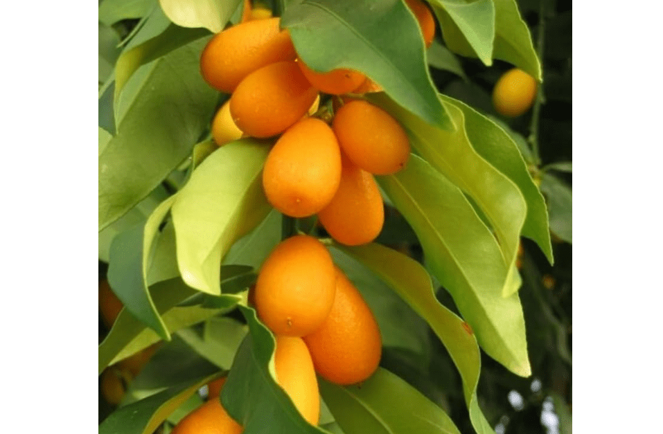 
Nagami Kumquat Tree Live Plant, Grafted Kumquat Tree Live, 2 Feet in Height, Live Kumquat Plant, Large Sweet Fruit Kumquat Tree, Gallon Pot, Can't Ship