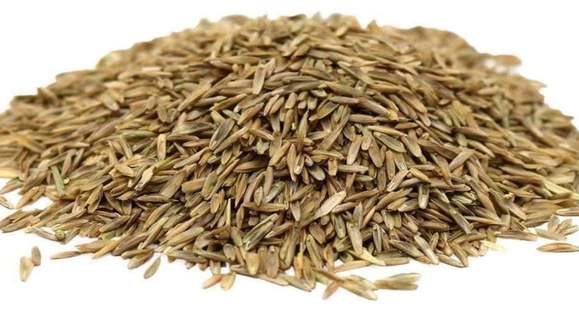 Hancock Perennial Ryegrass, High Wear & Drought Tolerant Turf, Lush Green Lawn, 50 LB Bag