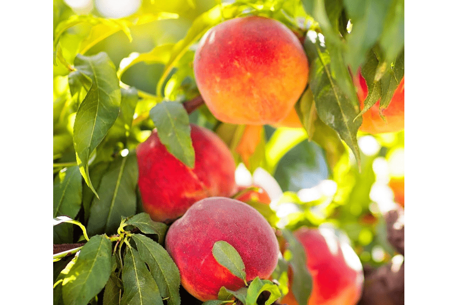 
Elberta Peach Tree, Fruit Bearing, Heirloom Variety, Self Polinator, 3-4 ft. Tree Height, 7 gal Nursery Pot (Due to Agricultural Laws, we Cannot Ship to