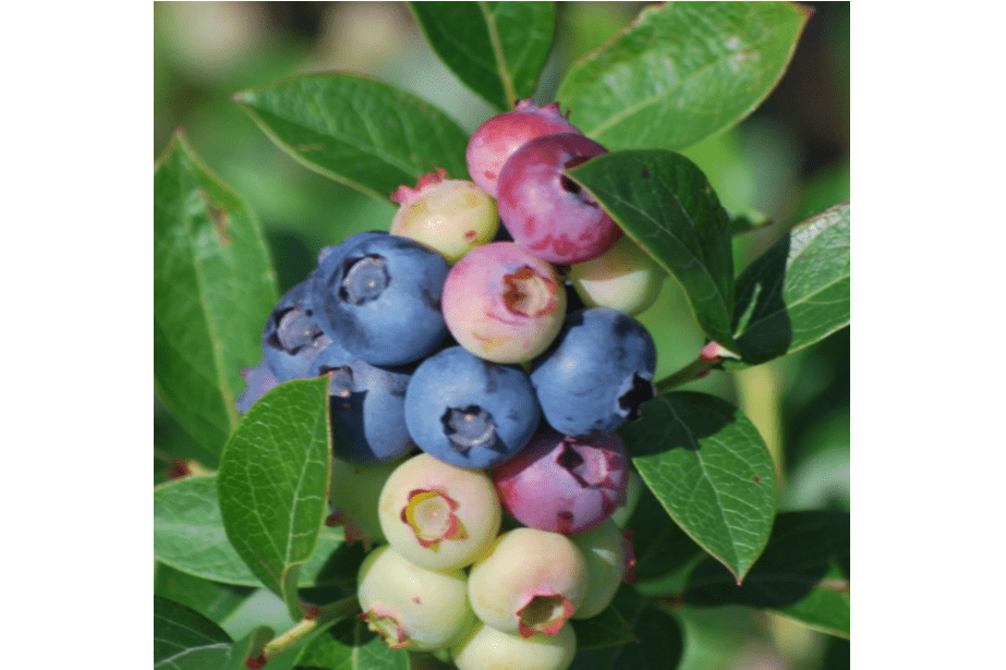 
Set 2 Top Hat Blueberry Bushes Live Plants, Blueberry Plants Live for Planting, Blueberry Fruit Trees, 5-9 Inch Tall