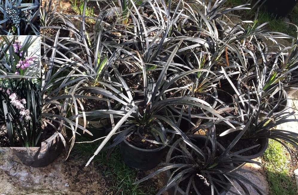  Black Mondo Grass (Ophiopogon Planiscapus Nigrescens): 10 Mature Rooted Live Plants!