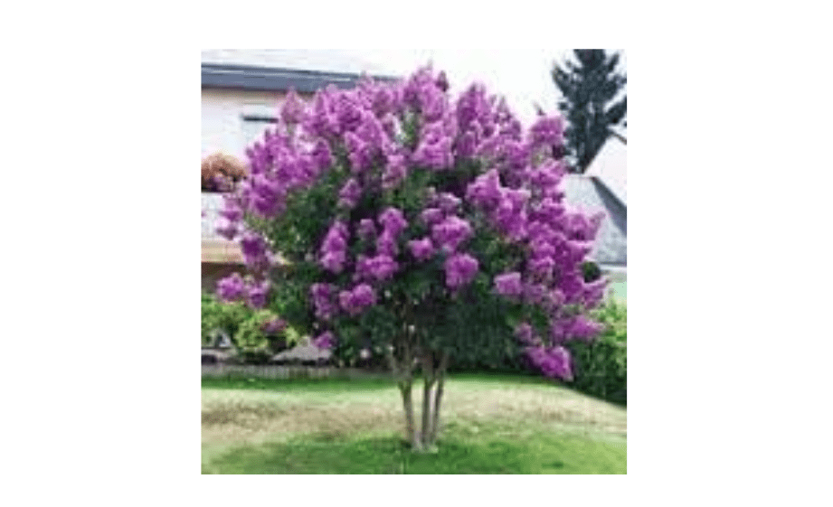 
4 Pack - Purple Flowering Ornamental Crape Myrtle Trees - Grown in Quart Containers