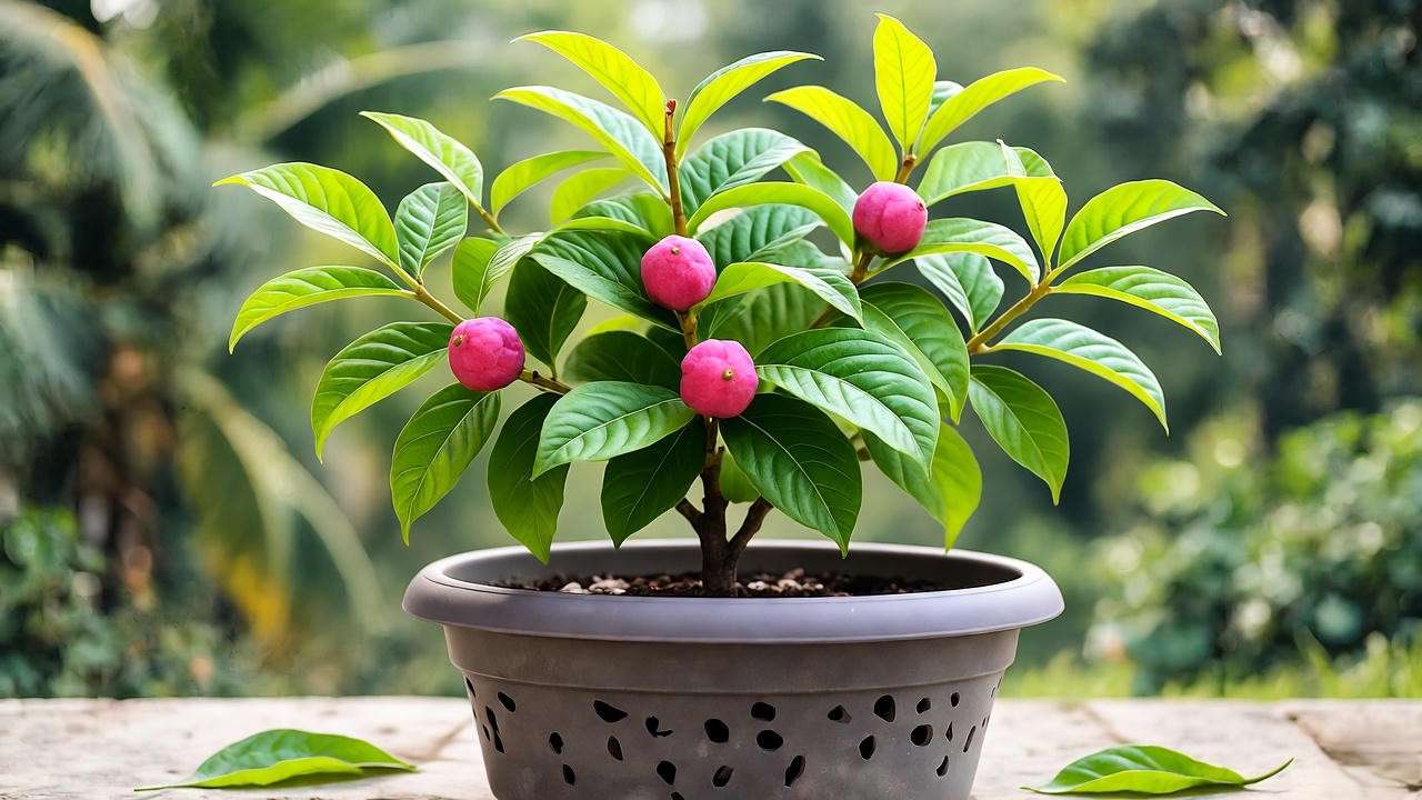 Pink guava plant thriving in a large pot on a patio with lush foliage and fruit.