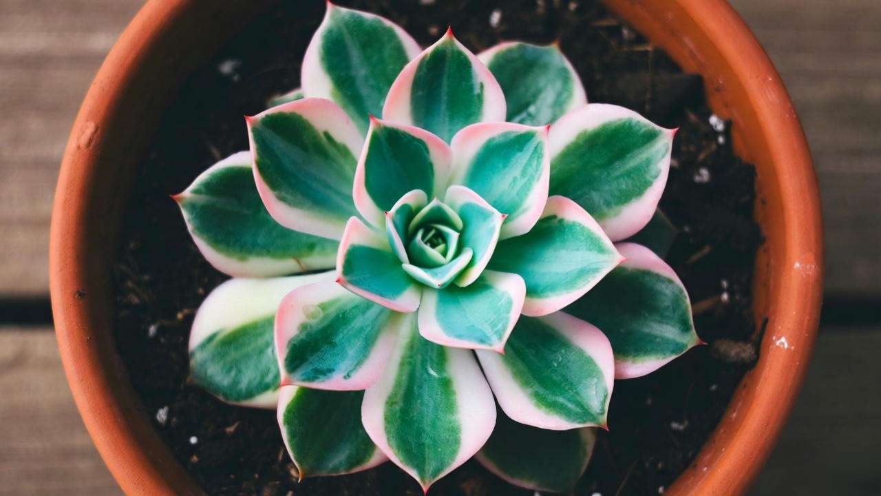 Mountain rose plant with overwatered leaves in terracotta pot, poor drainage soil, dim light."