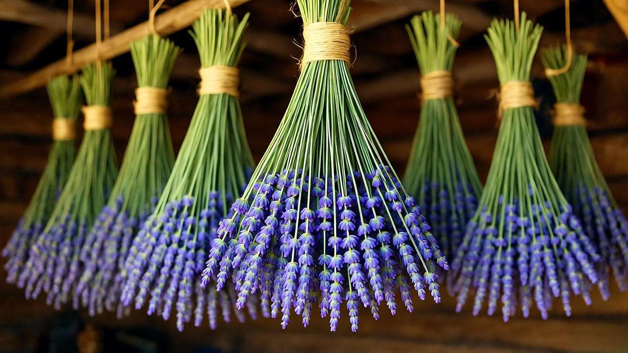 Freshly harvested Grosso lavender drying upside down in a ventilated room".