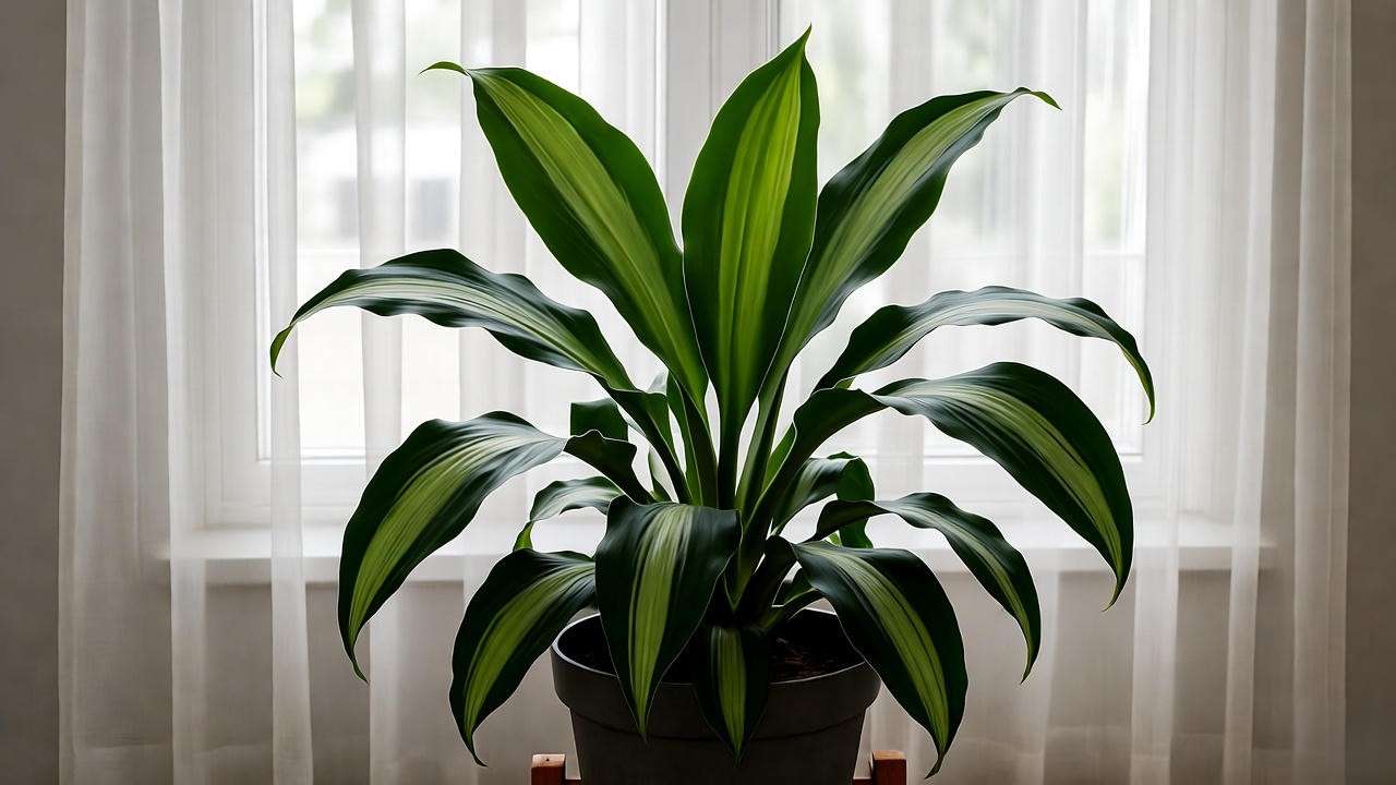 Black Dragon Plant thriving under bright indirect light near a window with sheer curtains."
