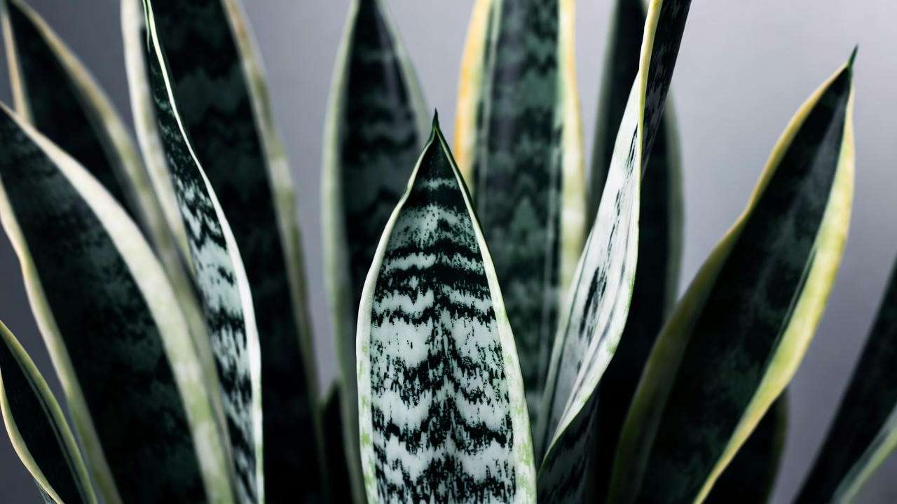 Close-up of black coral snake plant with dark green and silver-gray variegated leaves in natural light."